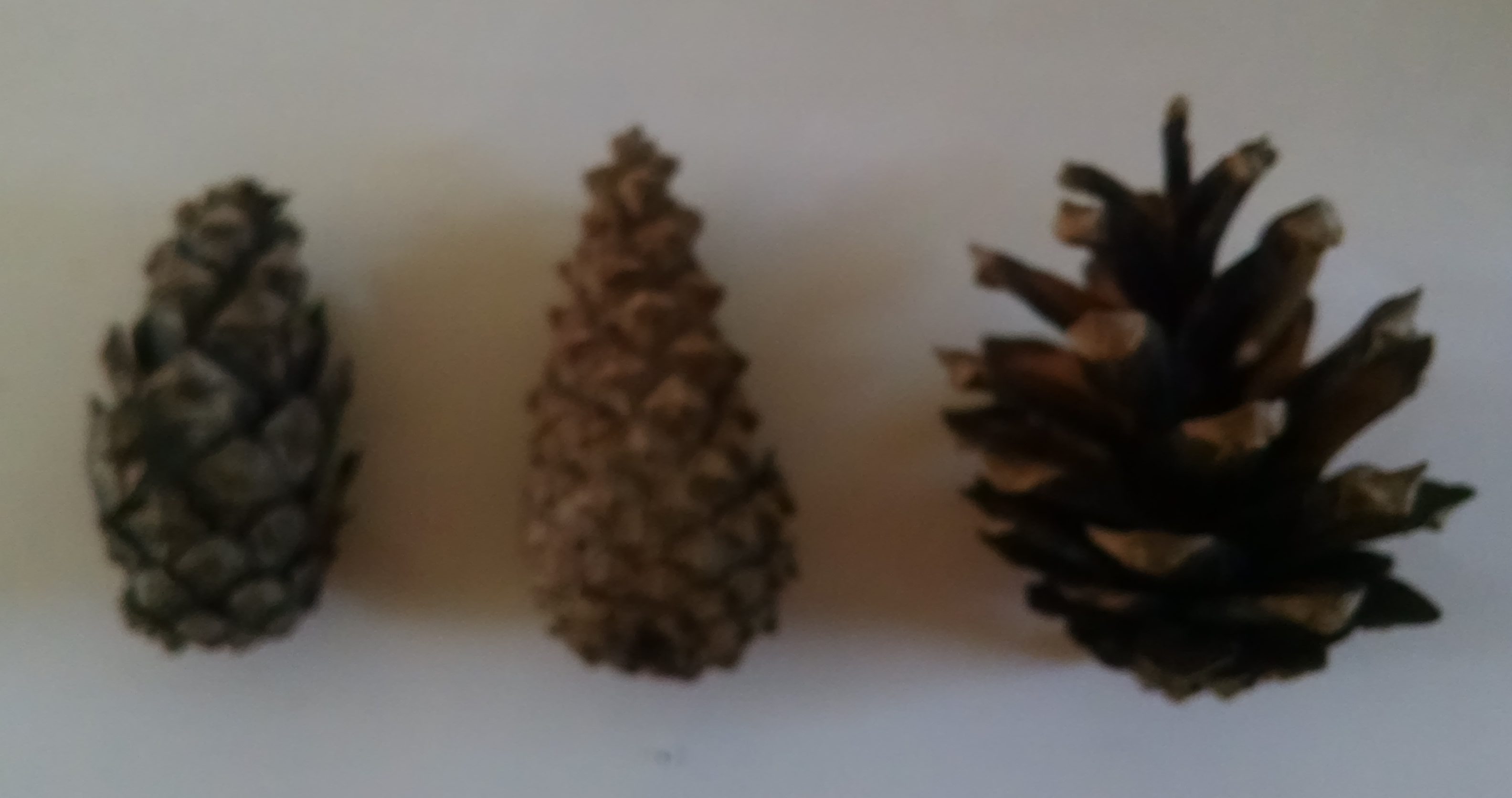 Pine Cone Experiment β Inventors of Tomorrow