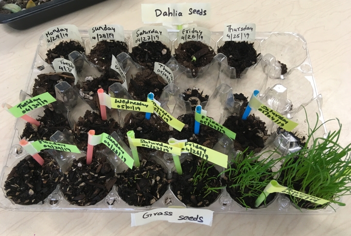 photo of seedlings
