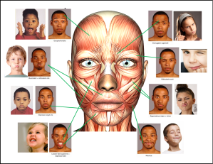 muscles for facial expressions